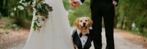 dog at wedding